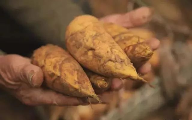 人间美味之冬笋,人间美味嫩笋