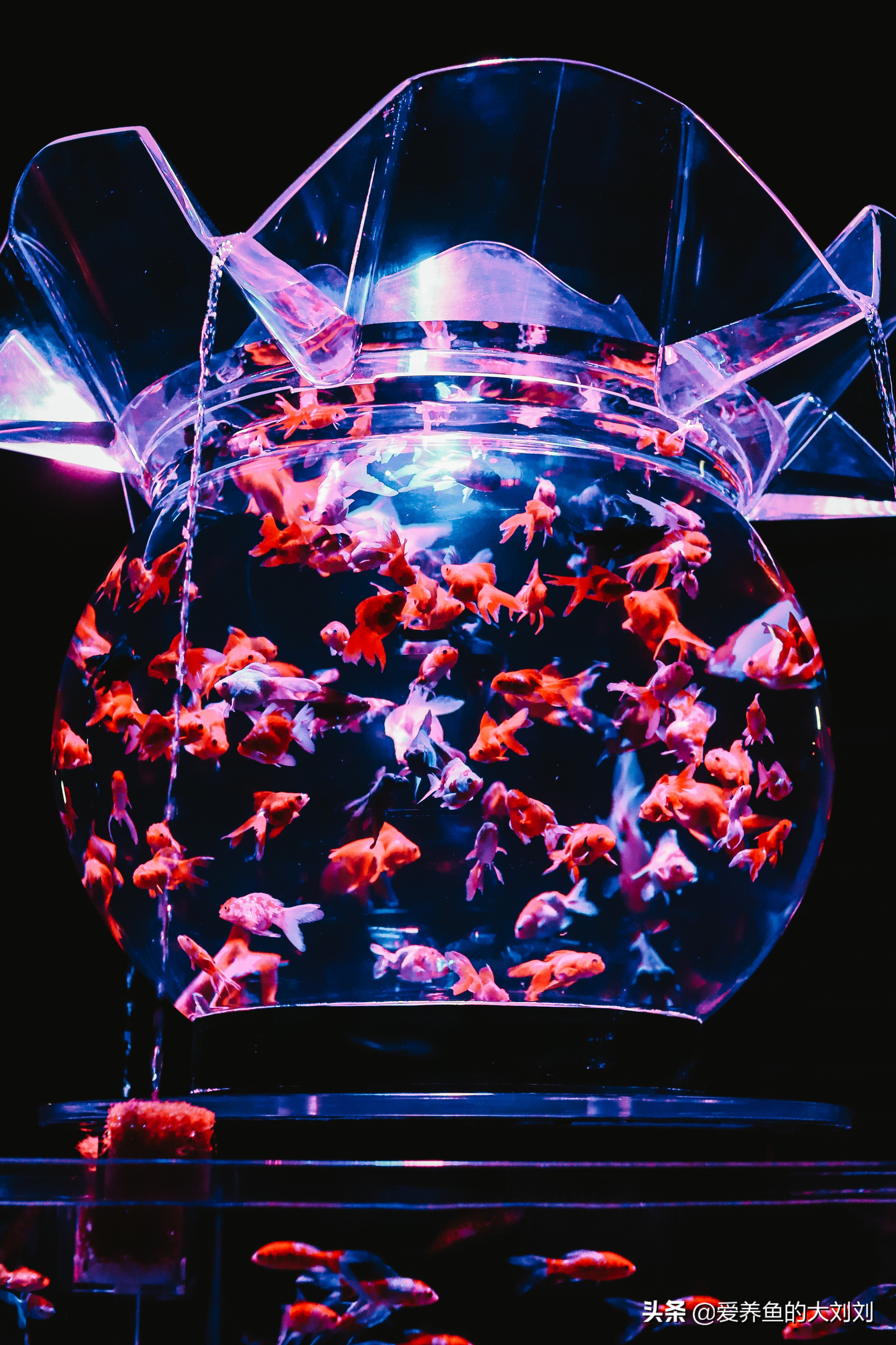 怎么延长金鱼的寿命,金鱼的寿命最长能活多少年