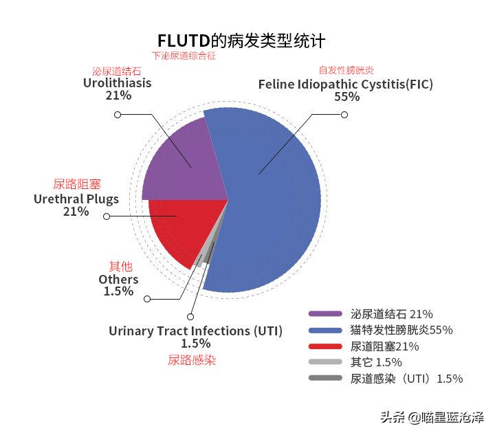 小心!您的猫距离下泌尿道综合征可能只隔一碗水的距离