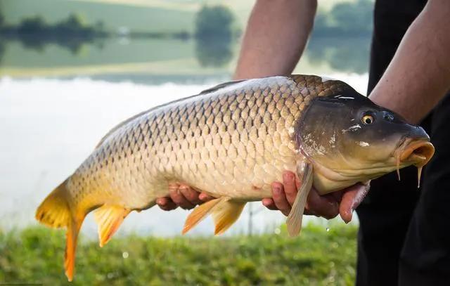 钓鲤鱼注意事项和禁忌,钓鲤鱼的六大实用技巧