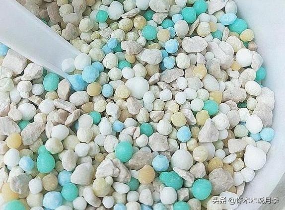 月季扦插发芽又枯萎是什么原因,月季扦插成活后移植的正确方法