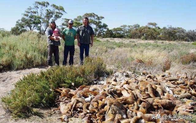 “人兔大战”澳洲完败，上百亿只野兔真的吃不完