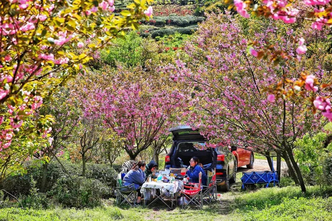 浙江11个地方樱花烂漫，千亩粉色天堂美到开挂，不输日本东京
