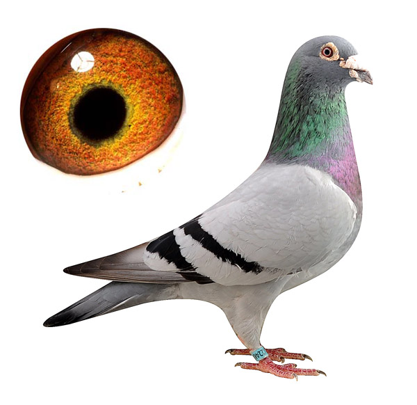 我如何寻找繁殖雌鸽