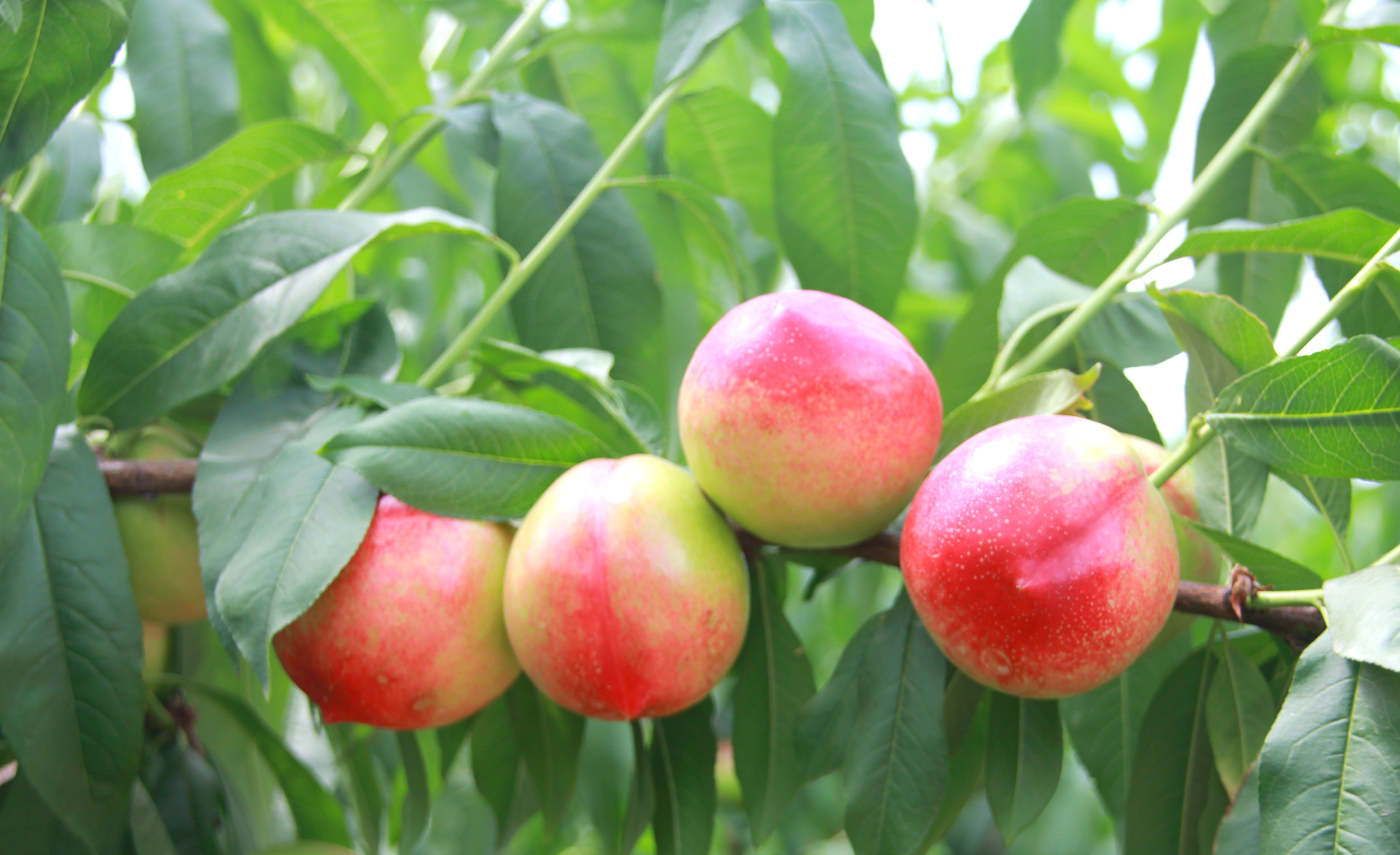 陕西周至露天甜油桃,周至骆峪水蜜桃