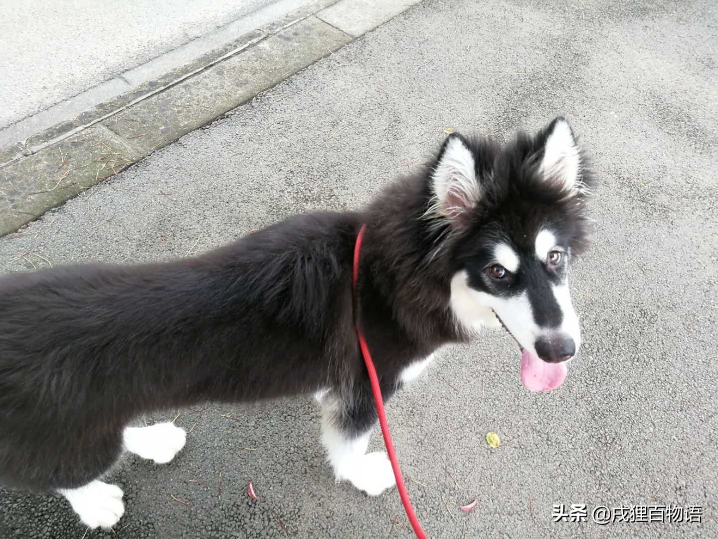 狗狗敏感容易尿怎么调整,换季狗狗肠胃敏感怎么办