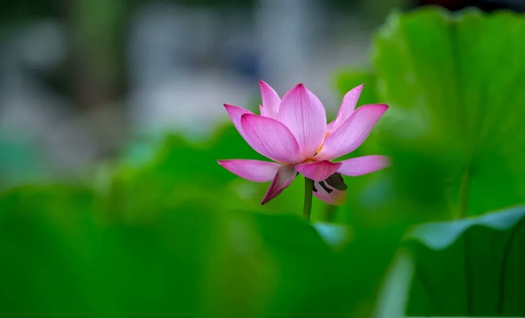 瓷器莲花纹的设计之美和文化内涵,陶瓷莲花纹
