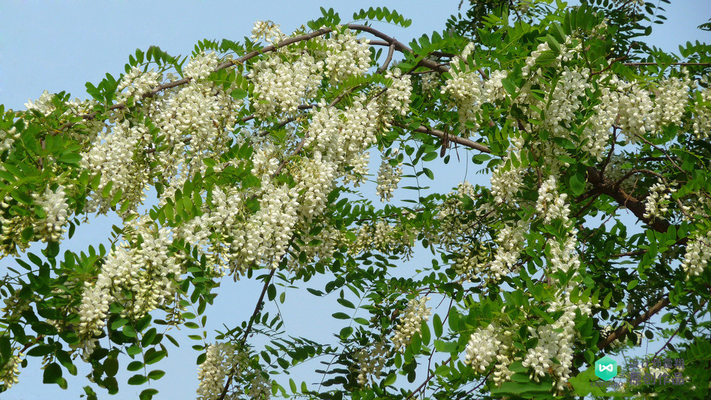 院子适合种的花和设计,庭院设计植物大全