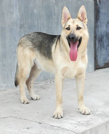 云南警犬昆明犬,央视昆明犬