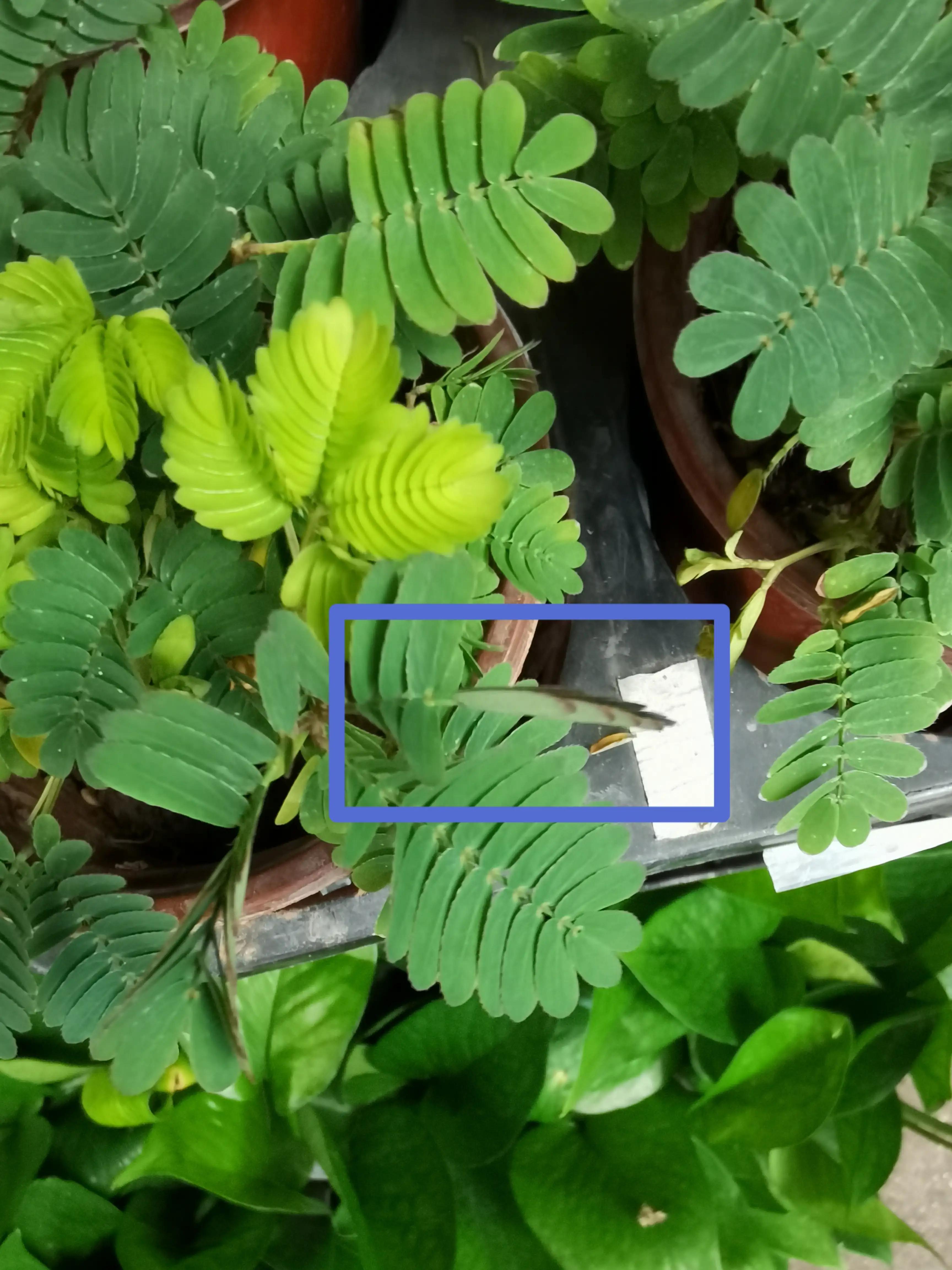 沈阳花卉市场搬哪去了,沈阳花卉市场批发各种绿植