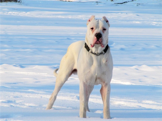 最忠诚的十种猛犬排行,国内的十大猛犬和国外猛犬的区别