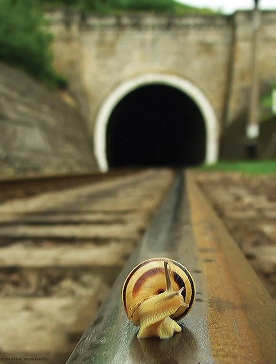 各种各样的蜗牛简单的,各种各样的蜗牛视频