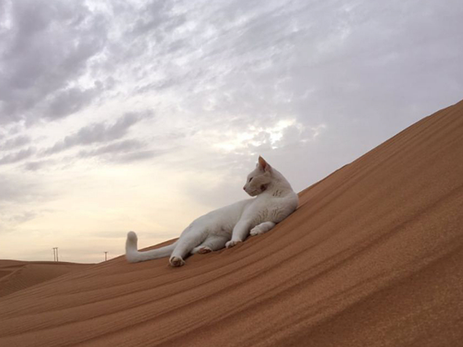 猫咪看到巨大的猫砂盆,猫咪把沙漠当猫砂盆