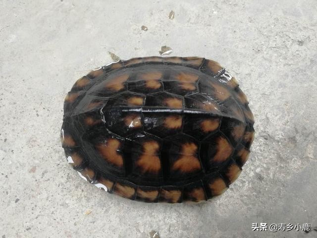 如何鉴别自己养的“南石”是不是纯种的南石？