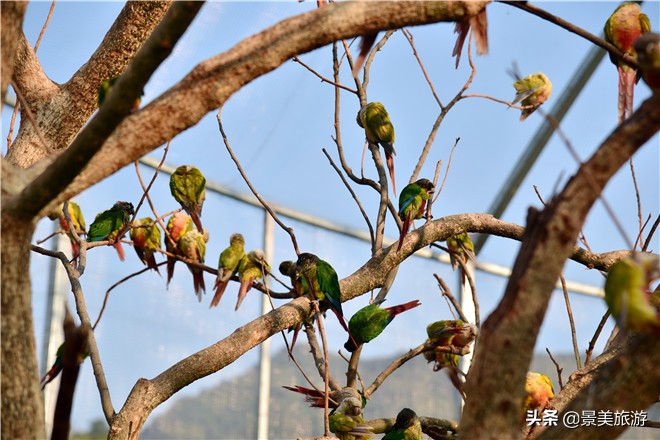 佛山南丹山有株鹦鹉树，几百只鹦鹉在晒秋取暖准备过冬