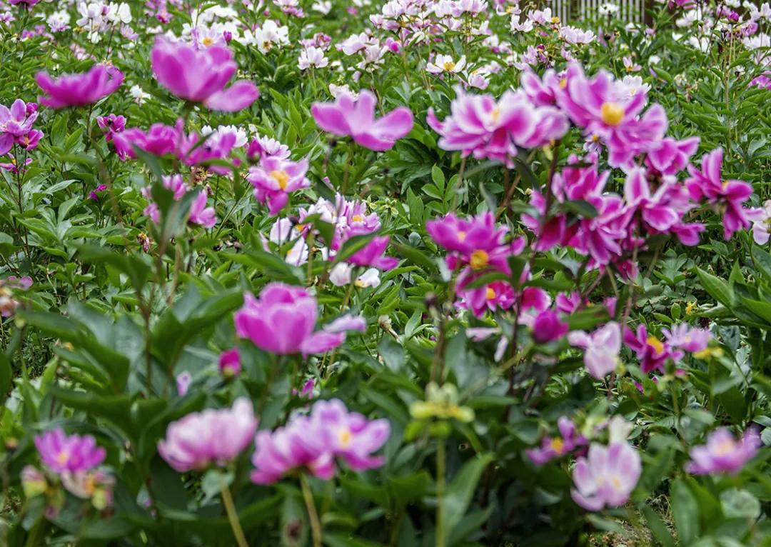 汶川这几天是什么天气,汶川这几天哪里可以看雪