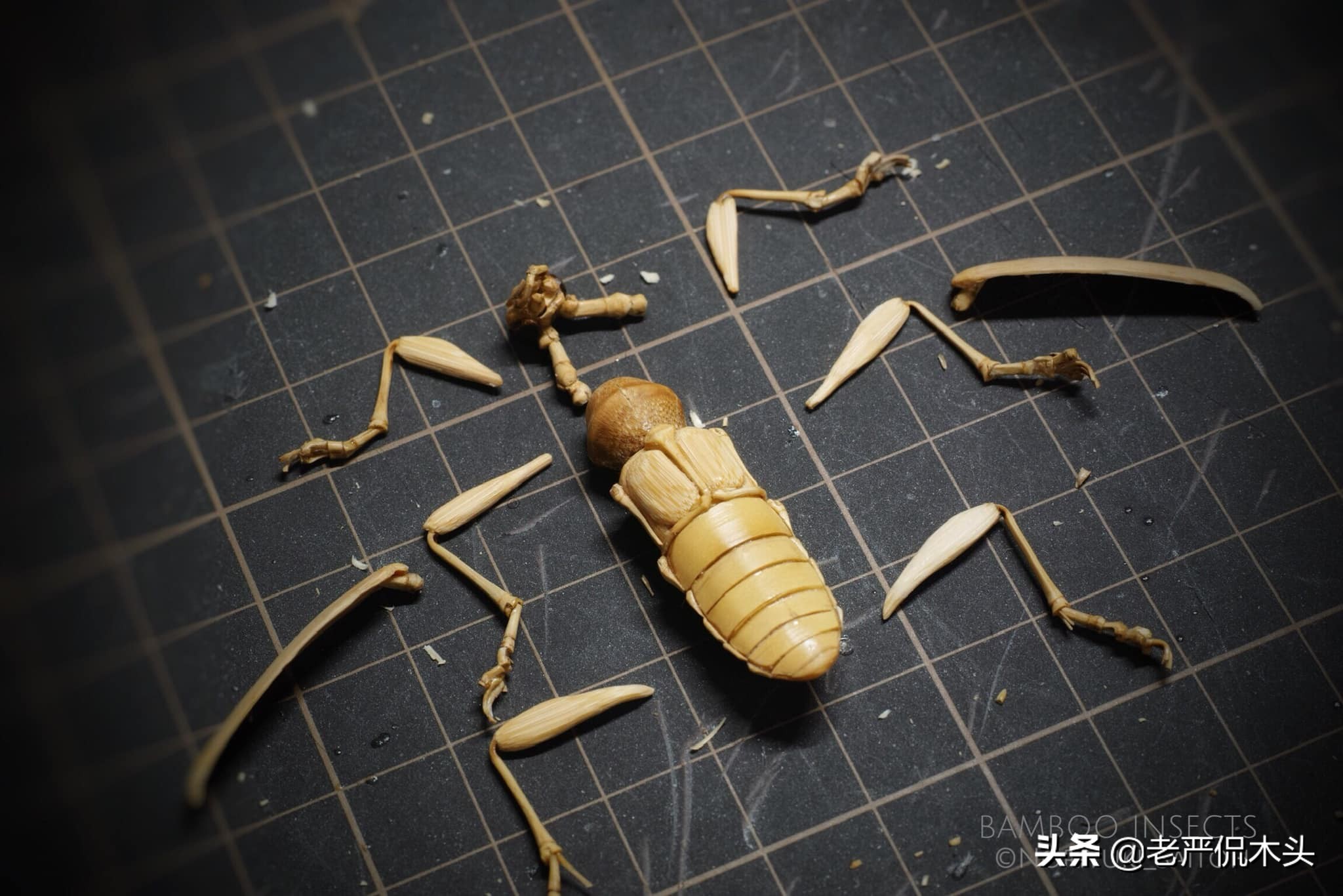 昆虫标本树脂竹节虫,昆虫标本制作竹节虫