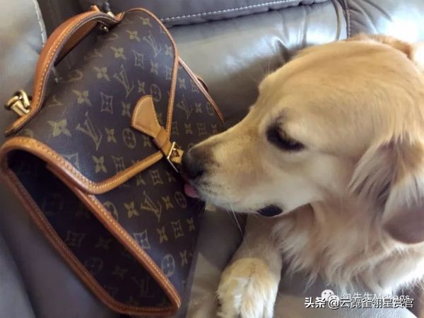 大家的包包和宠物,都太可爱了!