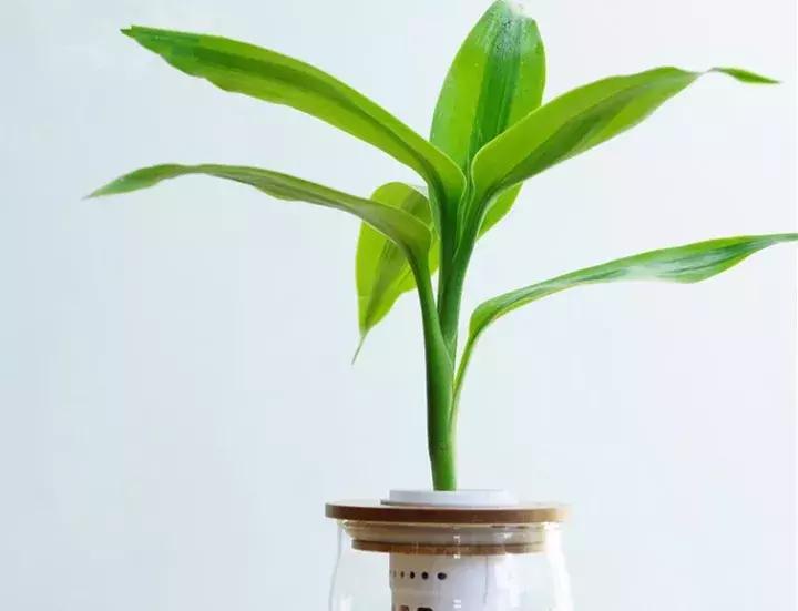 养富贵竹单数还是双数有什么讲究,富贵竹养几根有讲究吗