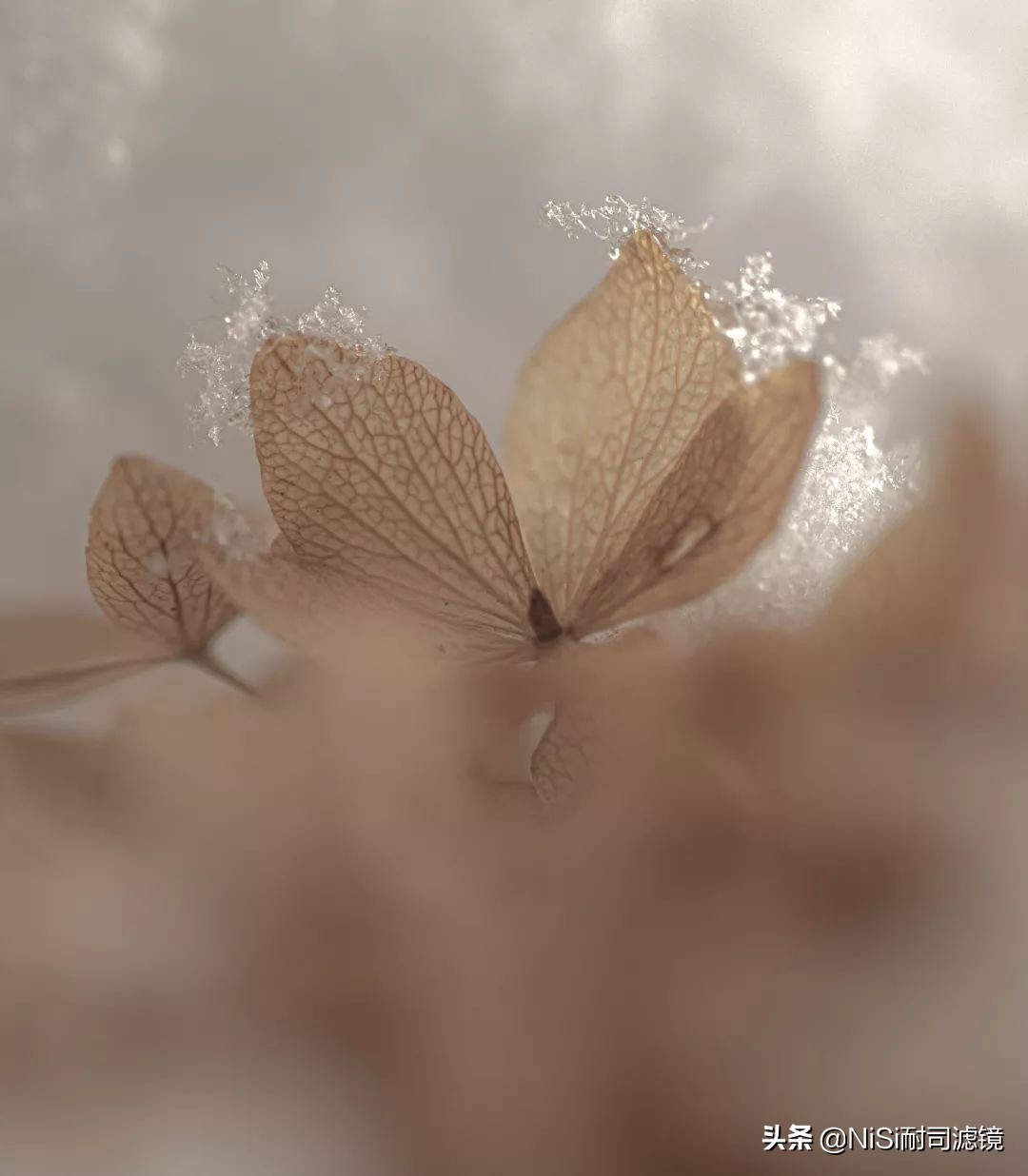 看到精彩——加拿大摄影师老飘飘的近摄镜测评