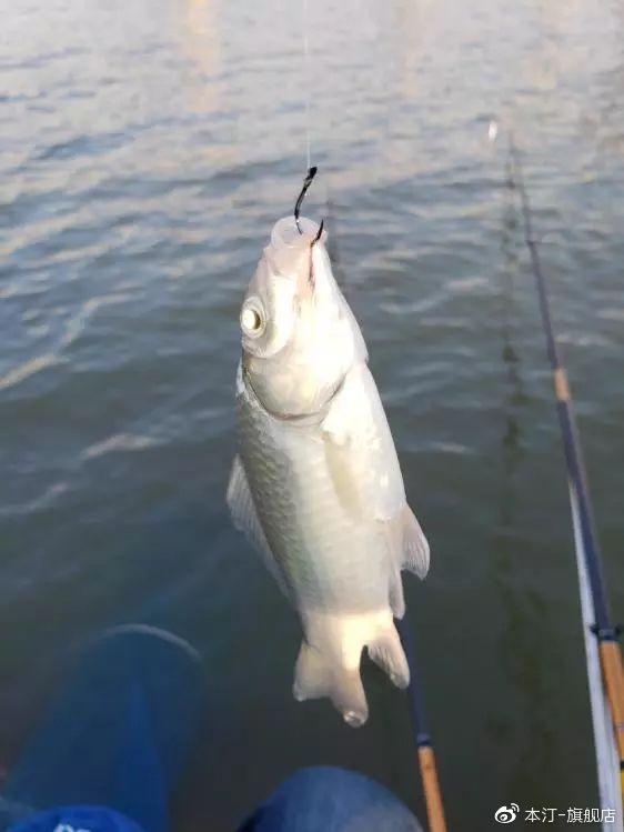 本汀金迦潘求败7米2,本汀金迦潘引领实测