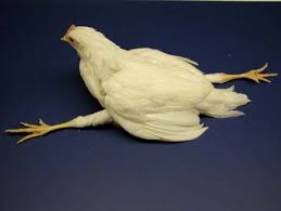 即便你经常吃，但是关于鸡你真的知道很多吗？