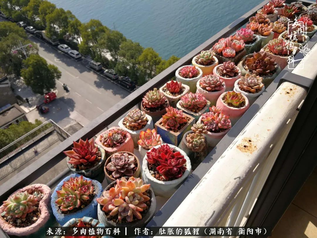 多肉用大盆养好还是用小盆养,多肉用石子养好还是用土养好