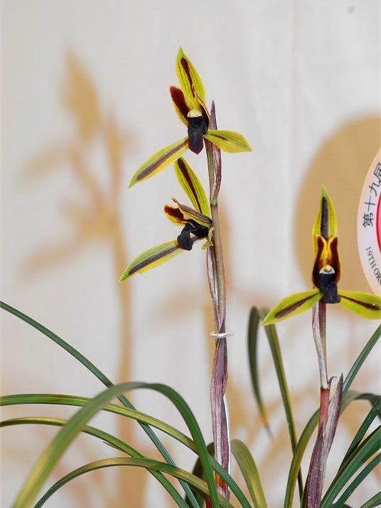 他是国兰大师，但一生酷爱名车，后来用两苗草换了一辆豪车