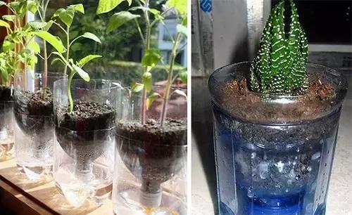 酒坛自制多肉创意花盆制作方法,洗衣液瓶自制花盆最简单的方法