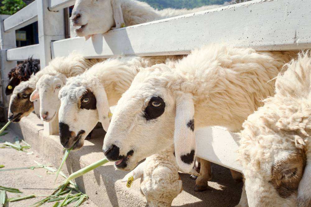 常青藤的危害,常青藤教育理念