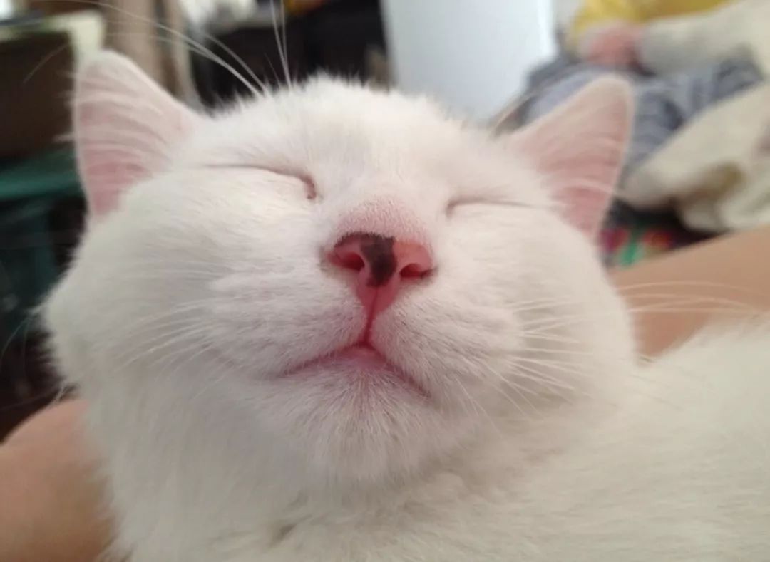 猫打喷嚏流鼻涕是猫瘟吗,猫连续打喷嚏就是猫鼻支吗