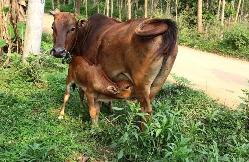 犊牛断奶后散养多久再拴养,散养犊牛怎么喂长得快