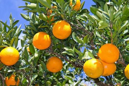 磷酸二氢钾肥怎么用料最好,磷酸二氢钾肥怎么使用最好