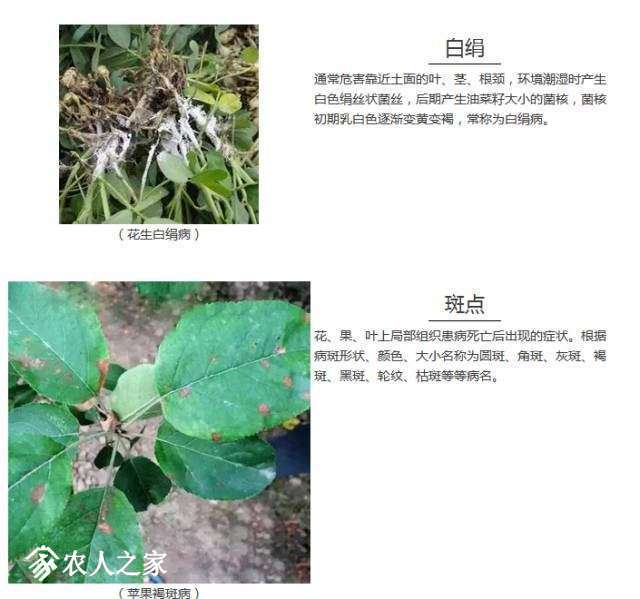 每日一课100个常识,真菌感染必备知识