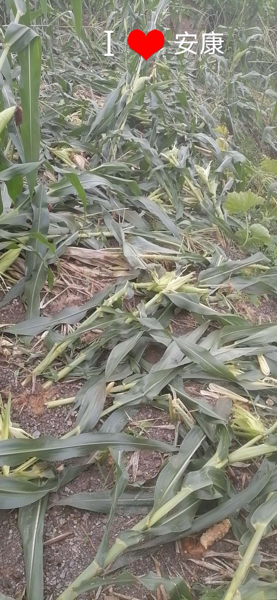 野猪该如何防范,野猪凶猛祸害庄稼村民无招咋办