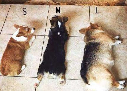 柯基犬的优点和缺点,威尔士柯基犬缺点