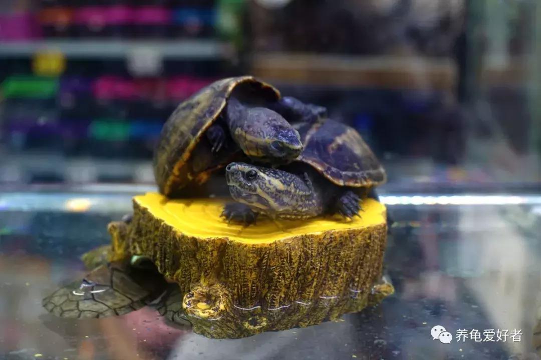 新手养龟要注意什么,关于新手养龟需要注意的几个问题