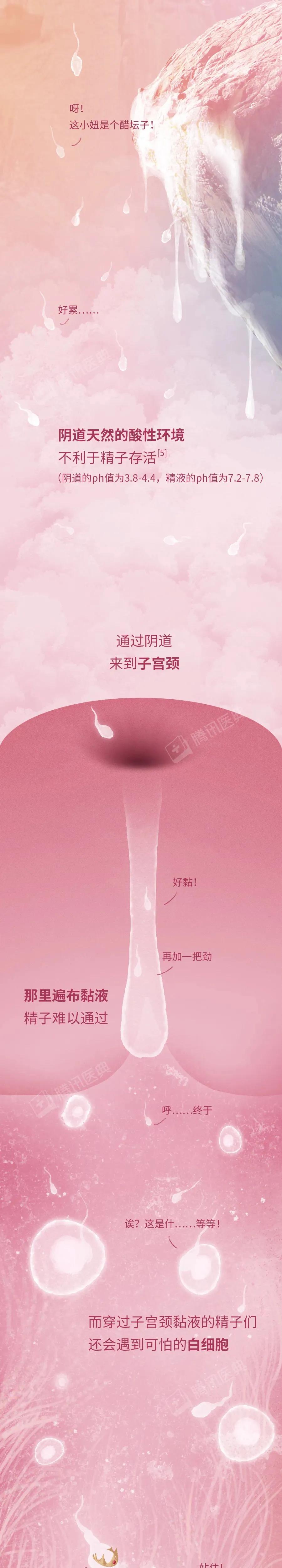 精子和卵子萌发生命的过程,精子与卵子结合孕育生命全过程