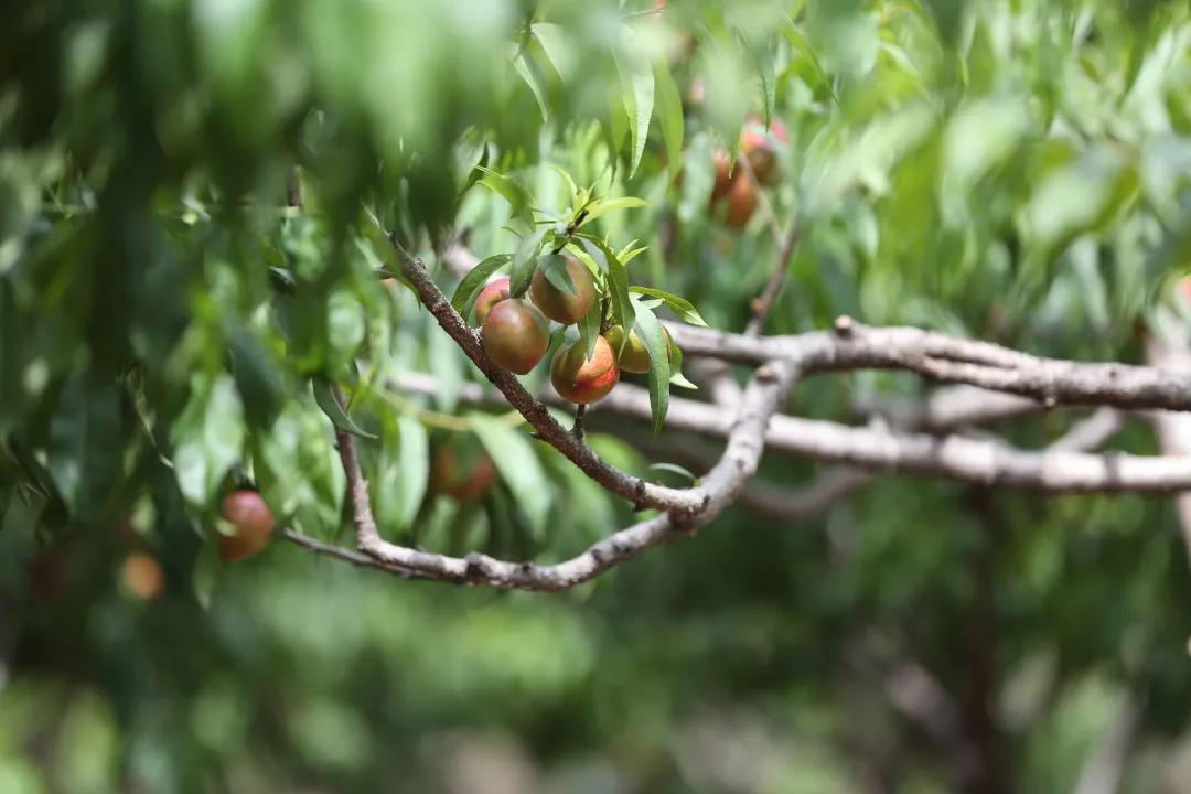 红红油桃挂枝头，这个五月“桃”你欢心