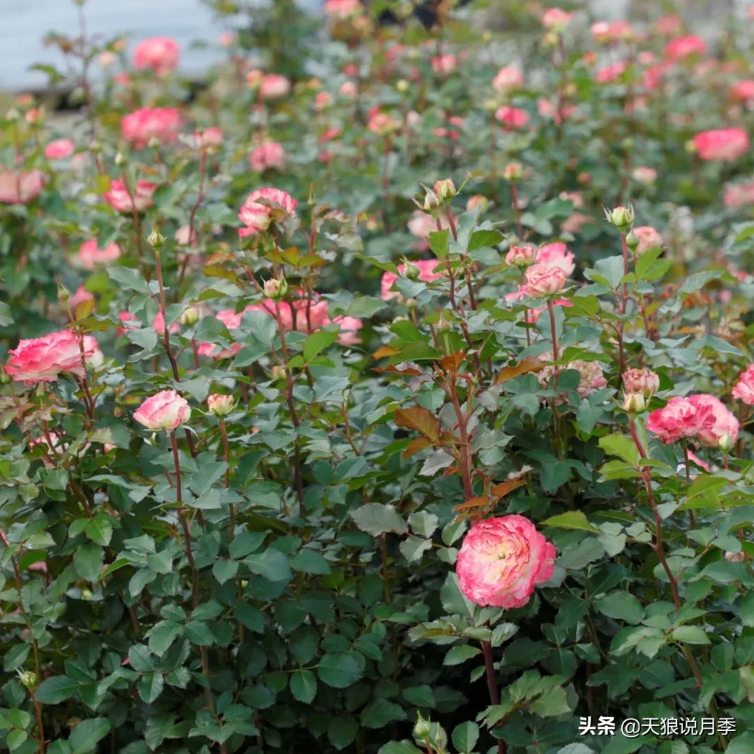 不容易，天狼自育终于打折了！空蒙只要50不到！