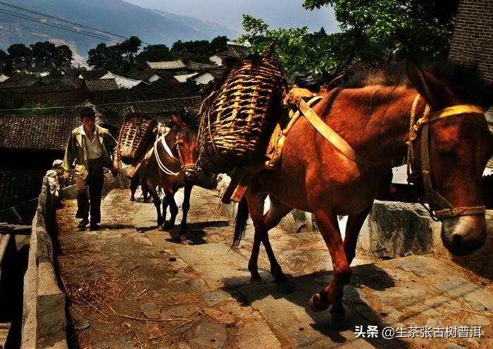 干货分享西双版纳普洱茶茶山行,普洱茶马古道起点