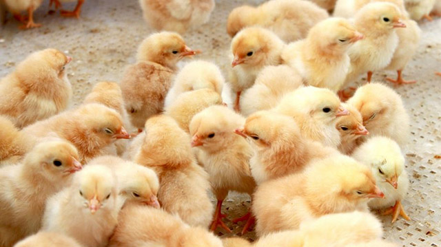 鸡互啄的最佳防治方法,鸡群喜欢啄毛怎么处理