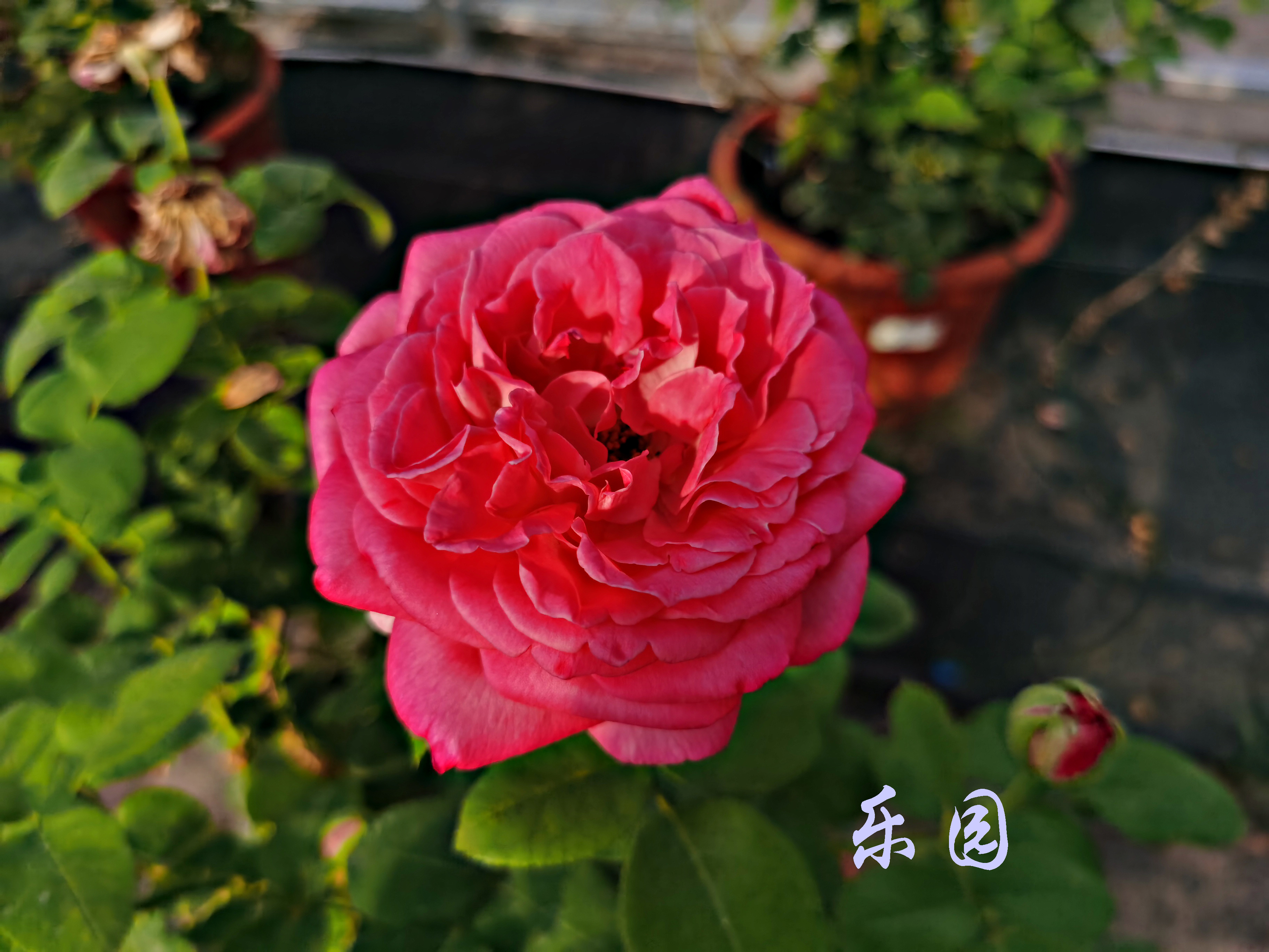 大兴月季园的月季有多少种,北京最大的月季基地在哪