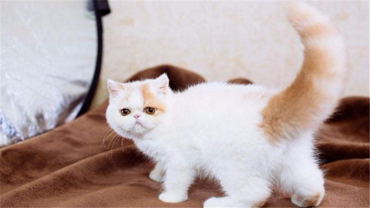 猫咪头部受伤结疤如何防止抓破,猫咪后腿受伤骨头露出来了怎么办