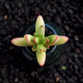 又萌又美丽好养的多肉,哪些多肉是小可爱种的