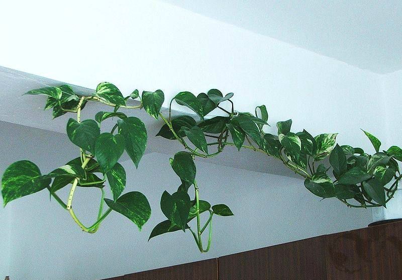 水培绿萝水里放什么不烂根,绿萝水培可以为什么土太湿会烂叶