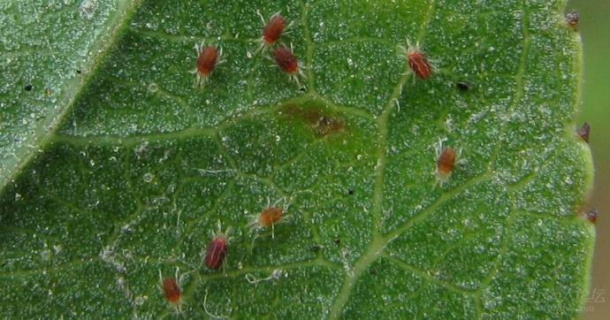 炔螨特——有机硫杀螨剂，防治蔬菜成螨、若螨、幼螨及螨卵效果好