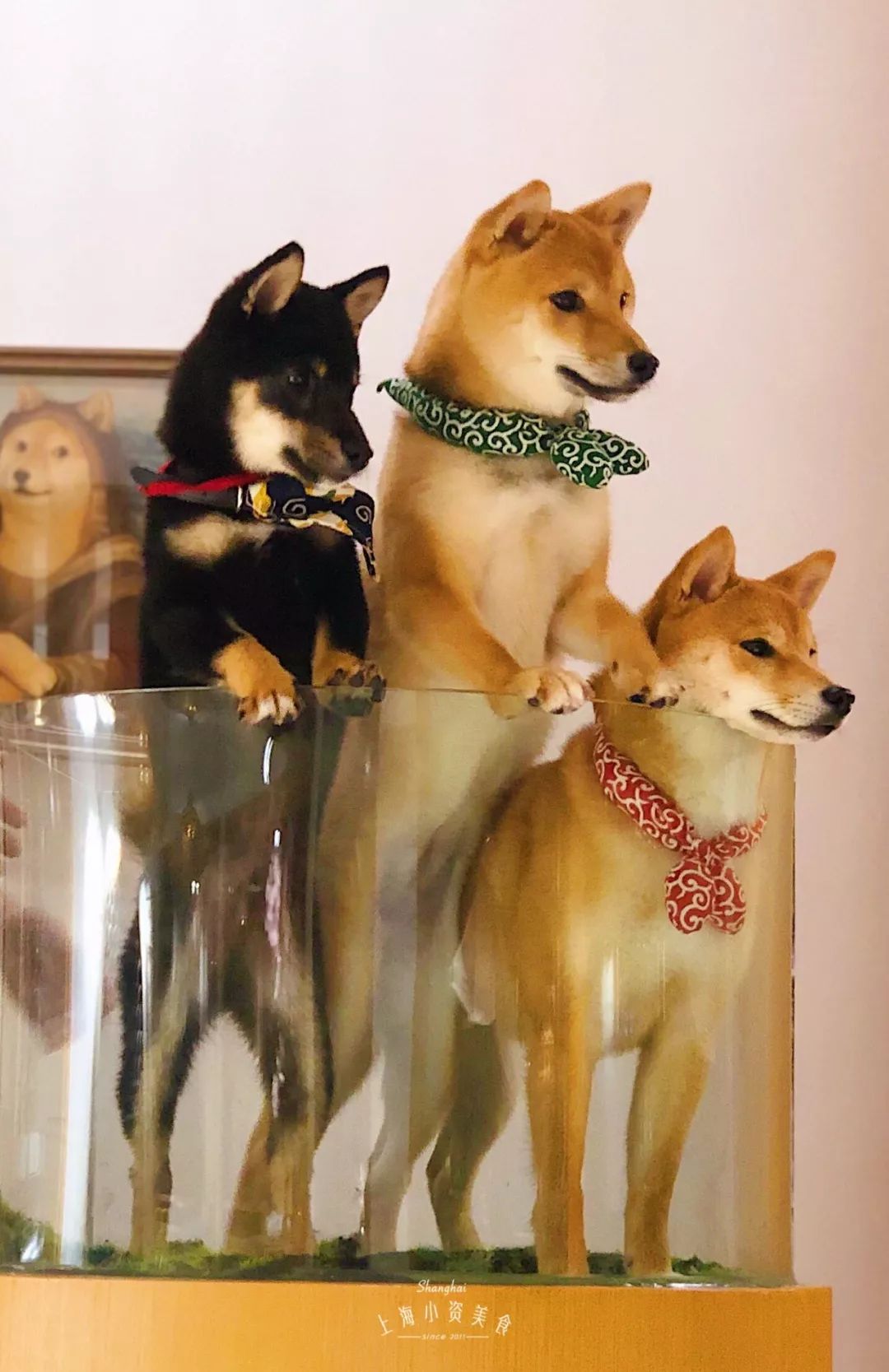 2019宠物排名,2022宠物排行榜