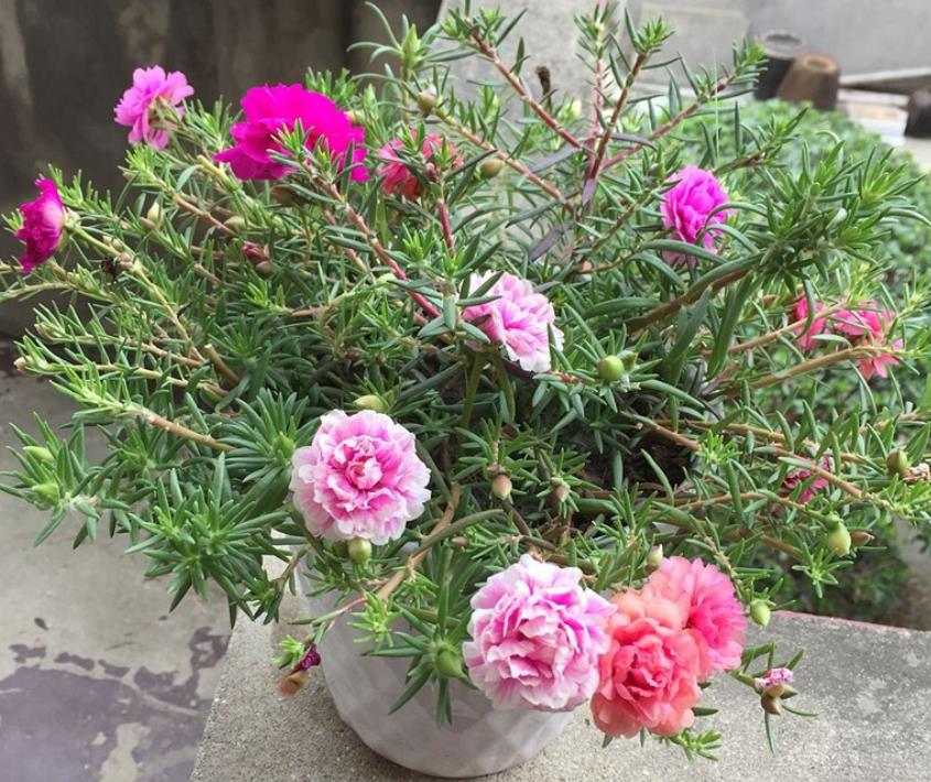 养花人的烦恼下雨刮风搬来搬去,养花的烦恼就是虫子