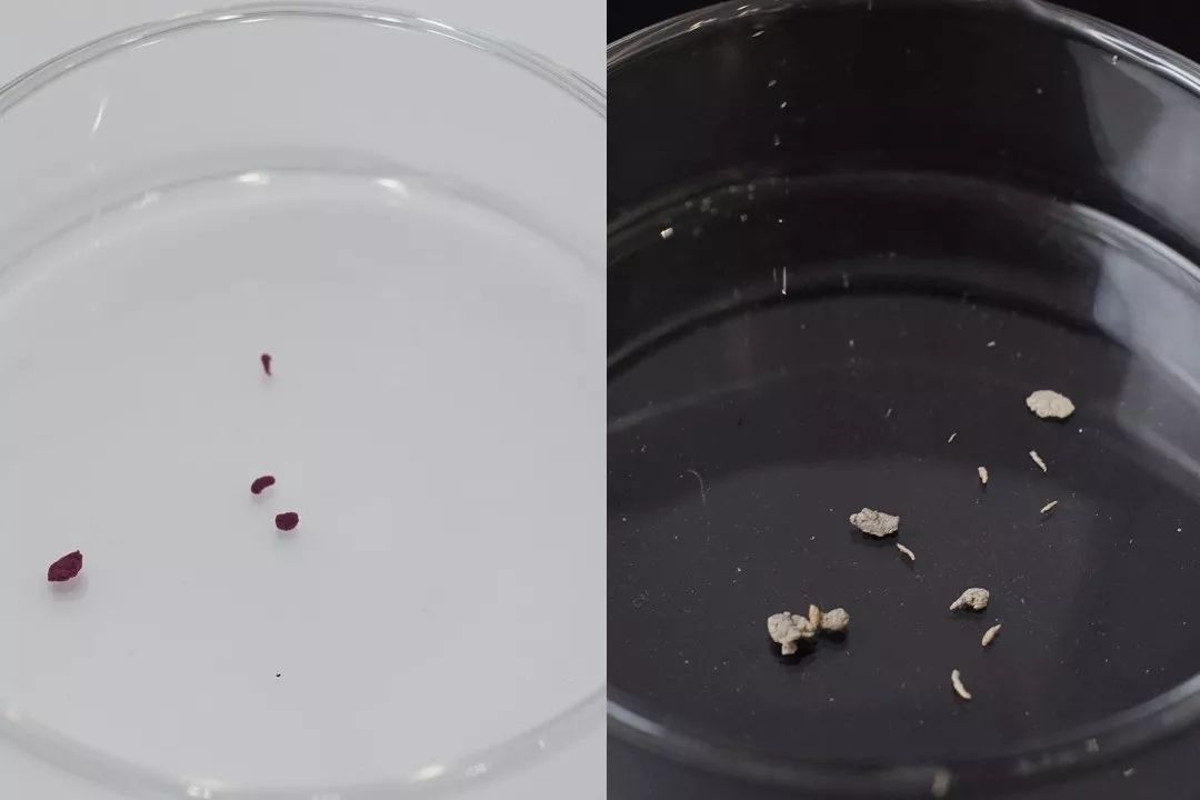 长黑头VS不长黑头差距这么大?精致女孩如何绕过黑头这道坎?